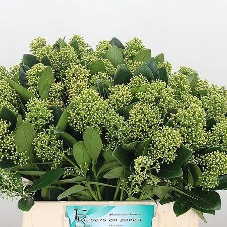 SKIMMIA FINCHY