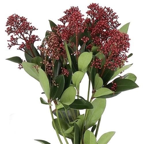 SKIMMIA JAPONICA RUBELLA