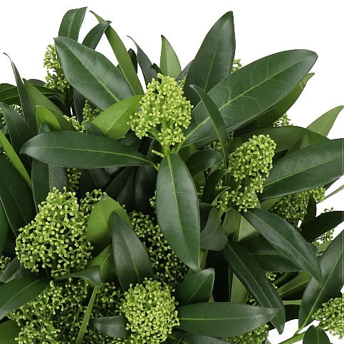 SKIMMIA KEW GREEN