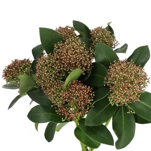 SKIMMIA SMIT GLORIOUS