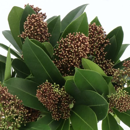 SKIMMIA SMITS SPIDER