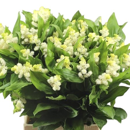 SMILACINA RACEMOSA