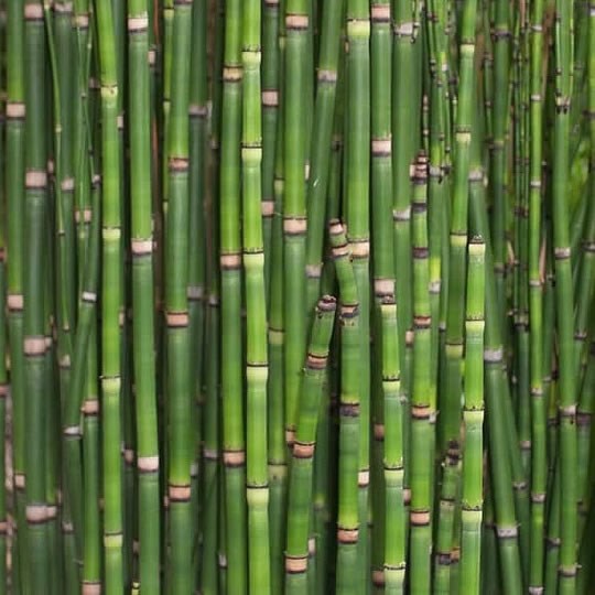 SNAKE GRASS (BAMBOO)