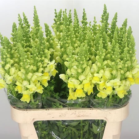 SNAPDRAGON ADMIRAL YELLOW