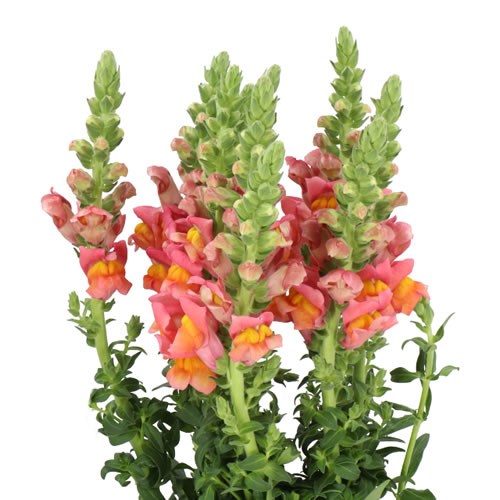 SNAPDRAGON ANTIBES ORANGE