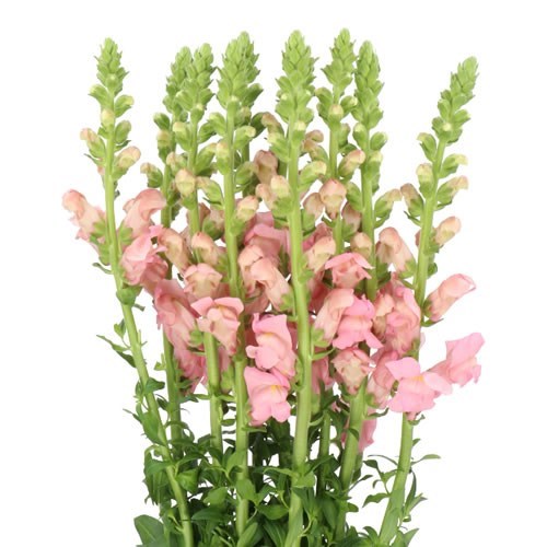 SNAPDRAGON ANTIBES PINK
