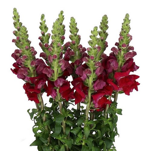SNAPDRAGON ANTIBES RED