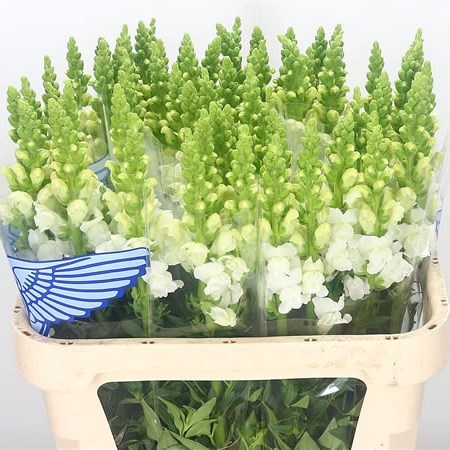 SNAPDRAGON ANTIBES WHITE