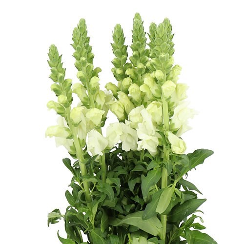 SNAPDRAGON ANTIBES WHITE