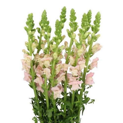 SNAPDRAGON AVIGNON PINK