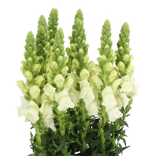 SNAPDRAGON AVIGNON WHITE