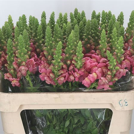 SNAPDRAGON COOL PINK