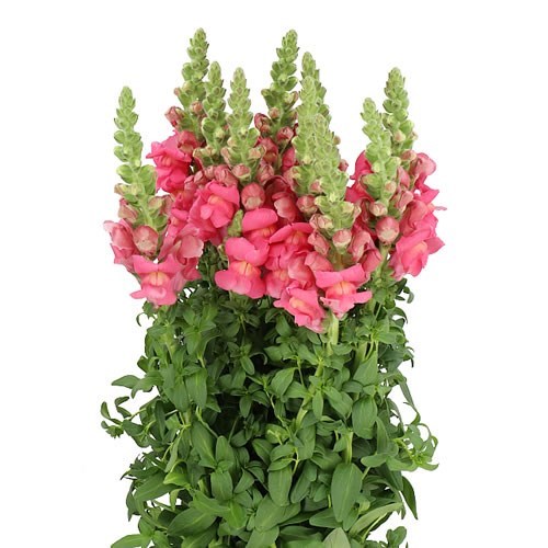 SNAPDRAGON COOL PINK
