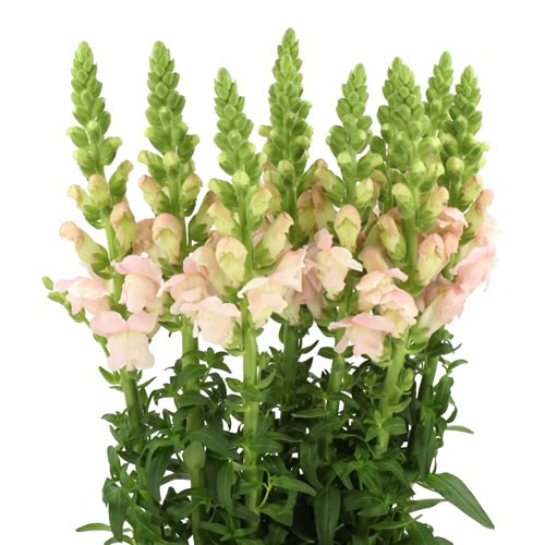 SNAPDRAGON COSTA SILVER