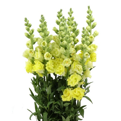 SNAPDRAGON HOLLY DOUBLE YELLOW