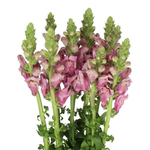 SNAPDRAGON MARYLAND LAVENDER
