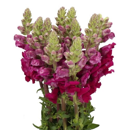 SNAPDRAGON MARYLAND RED