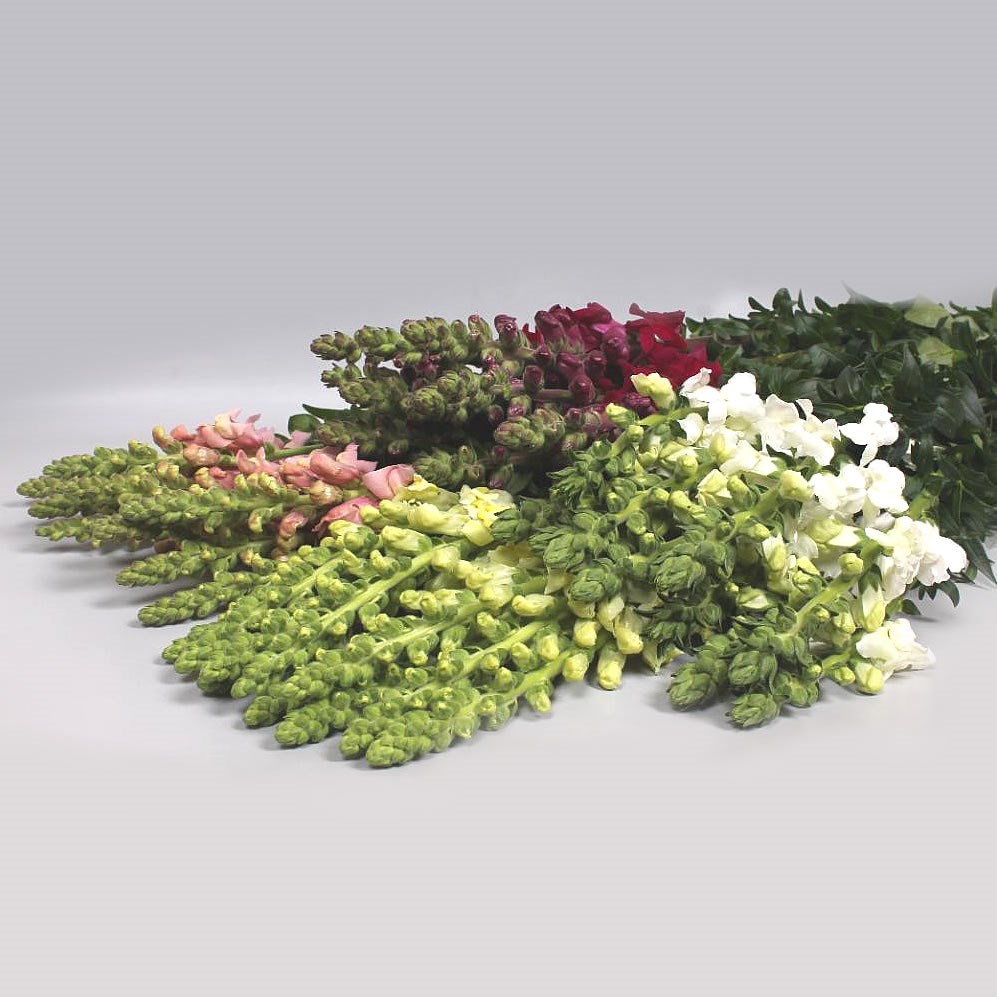 SNAPDRAGON MIX (COLS MAY VARY)