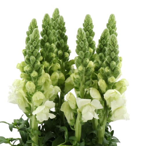 SNAPDRAGON NANTES WHITE