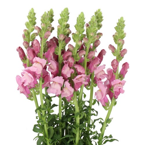 SNAPDRAGON OPUS LAVENDER