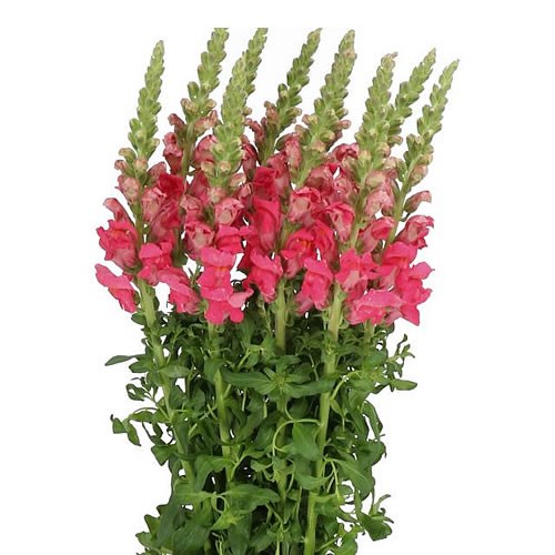 SNAPDRAGON POTOMAC CHERRY ROSE