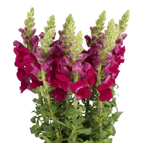 SNAPDRAGON POTOMAC CRIMSON