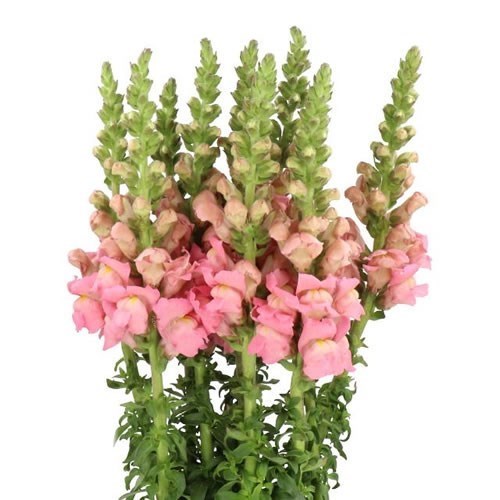 SNAPDRAGON POTOMAC EARLY PINK