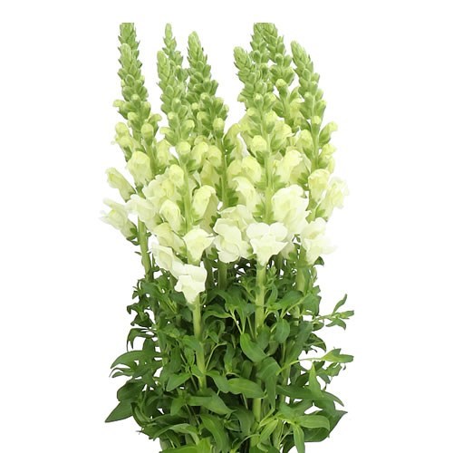 SNAPDRAGON POTOMAC IVORY WHITE