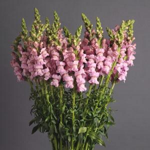 SNAPDRAGON POTOMAC LAVENDER
