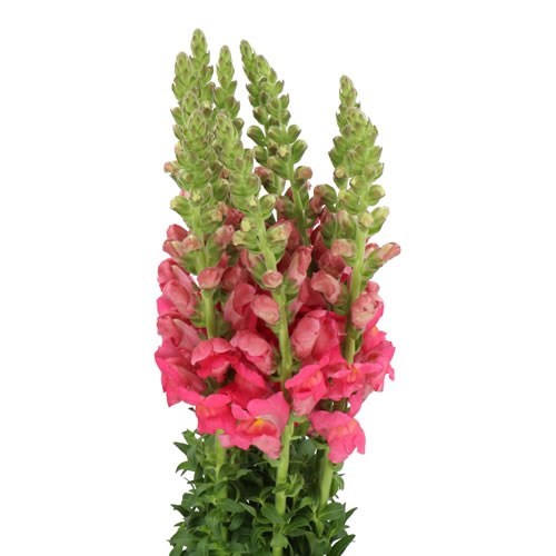 SNAPDRAGON POTOMAC PINK