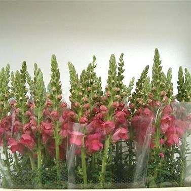 SNAPDRAGON POTOMAC PINK