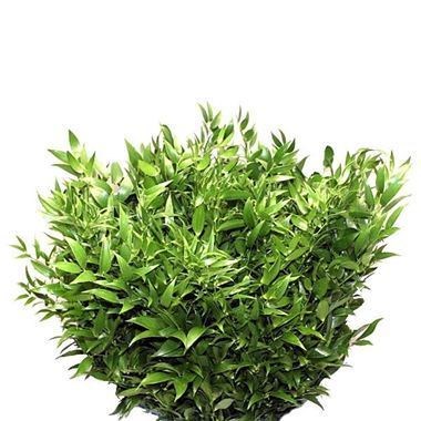 SOFT RUSCUS 50gm (SMALL LEAF)