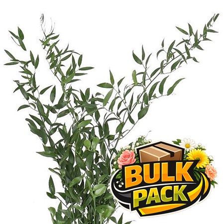 Soft Ruscus - Bulk Pack