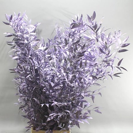 SOFT RUSCUS DYED LILAC