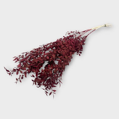 Soft Ruscus Preserved Bordeaux