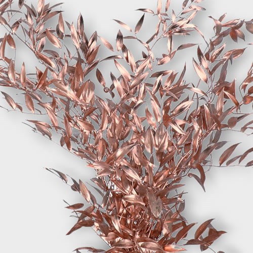 SOFT RUSCUS PRESERVED BRONZE
