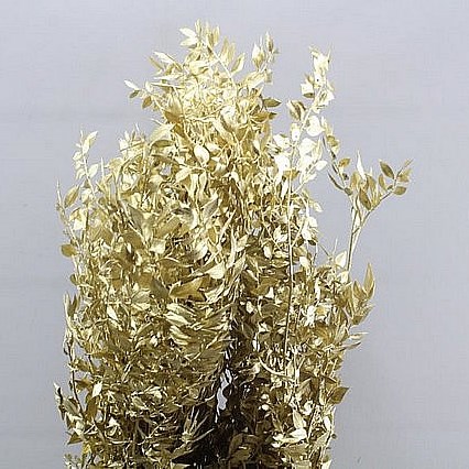 SOFT RUSCUS PRESERVED GOLD
