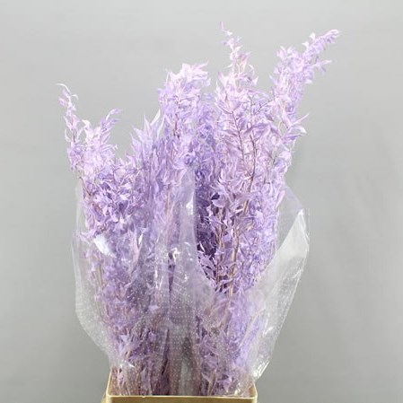 SOFT RUSCUS PRESERVED & DYED LAVENDER