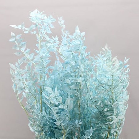 SOFT RUSCUS PRESERVED & DYED LIGHT BLUE