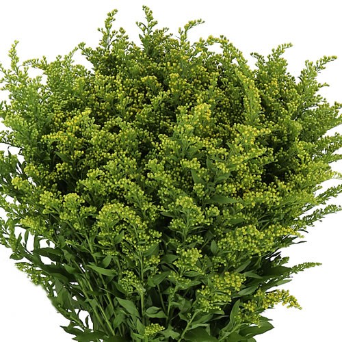 SOLIDAGO CARZAN GLORY