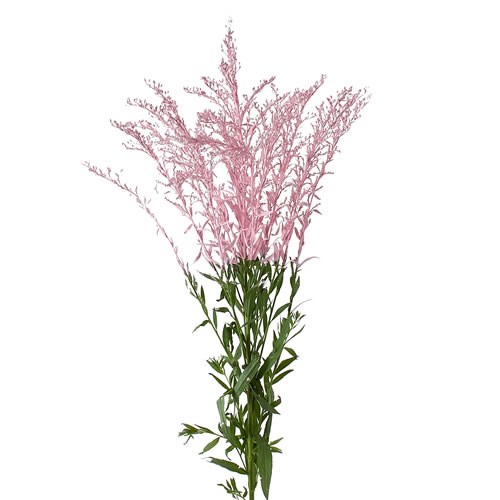 SOLIDAGO DYED LIGHT PINK