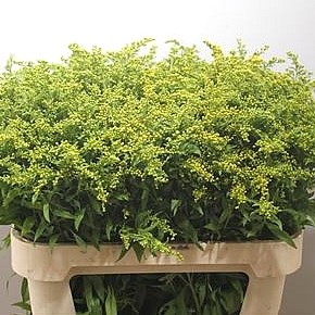 SOLIDAGO GOLDEN GLORY