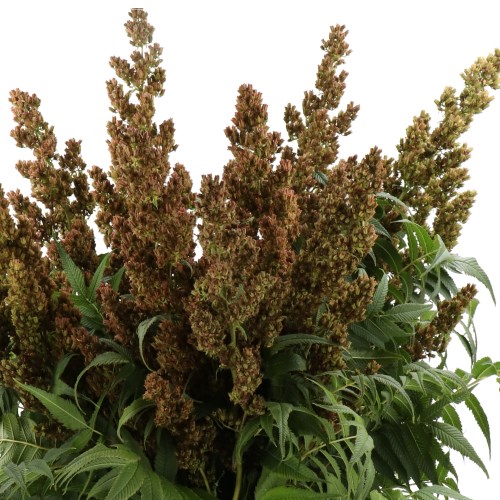SORBARIA MAGICAL INDIAN SUMMER