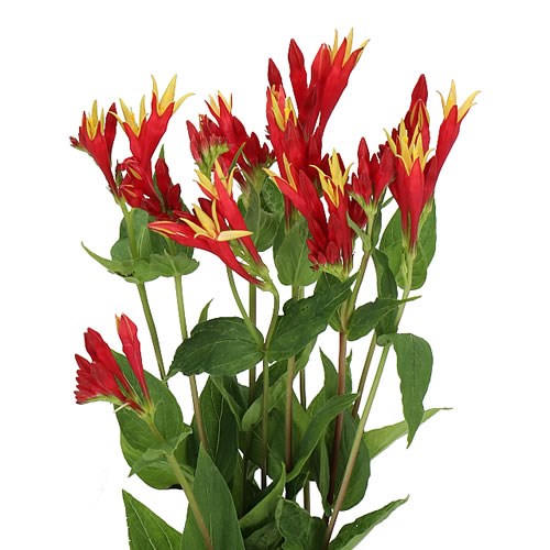 SPIGELIA MARILANDICA