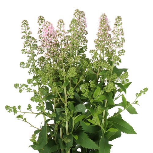 SPIRAEA PINK INNOCENCE