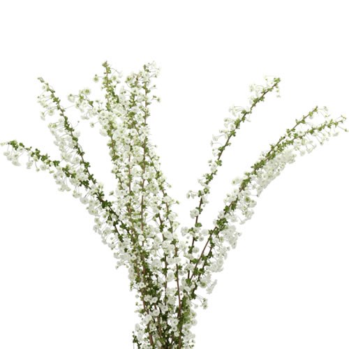 SPIRAEA PRUNIFOLIA PLENA