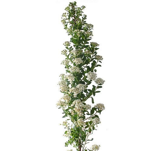 SPIRAEA SNOWMOUND
