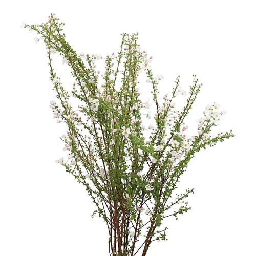 SPIRAEA WHITE ROCKET