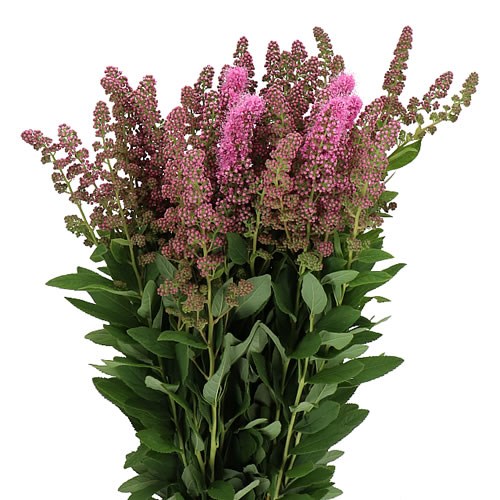 SPIRAEA X BILLARDII TRIUMPHANS