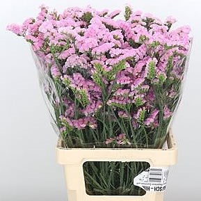 STATICE CRYSTAL PINK